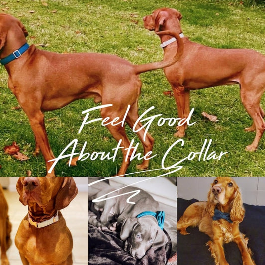 Personalised velvet dog collar and leash set with bow