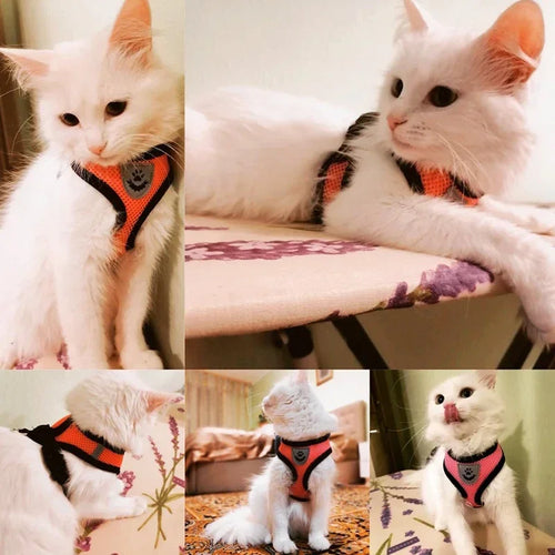 Adjustable Mesh Dog & Cat Harness — No-Choke Walking Vest for Puppies & Small Pets
